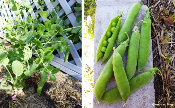 fresh peas plant
