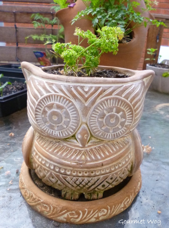 hoot owl planter pot with parsley hair